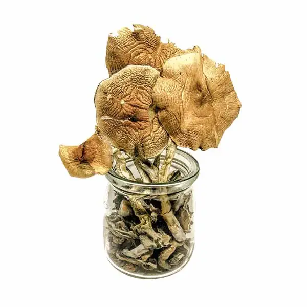 Buy African Transkei Mushrooms Online