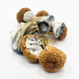 Buy Blue Meanie magic Shrooms online
