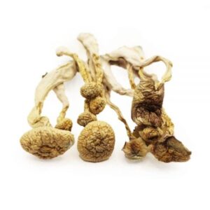 Buy Albino A+ Dried Shrooms Online